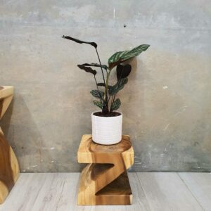 Shape 25cm Plant Stand/Stool/Side Table/Corner Table Raintree Wood by Mango Trees